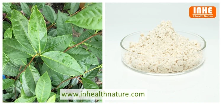 Camellia Sinensis and L-theanine Powder 99%