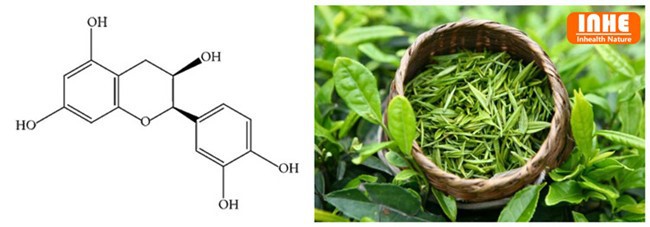 Epicatechine Powder Molecular Structure and Botanical Resource