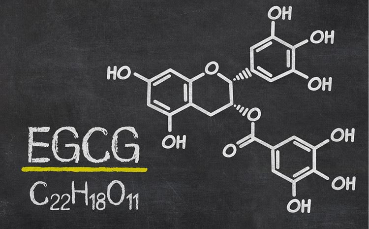 Wie hilft EGCG Ihnen, gesund zu bleiben?