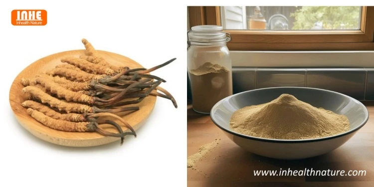 Cordyceps Sinensis and Cordyceps Extract Powder