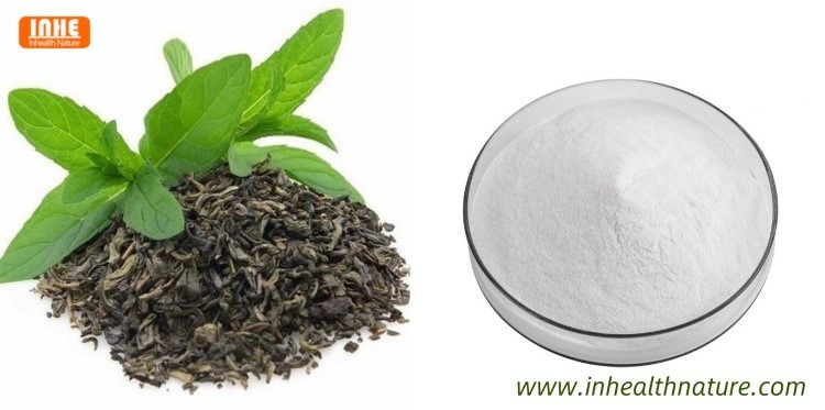 Green Tea and its Extract EGCG Powder