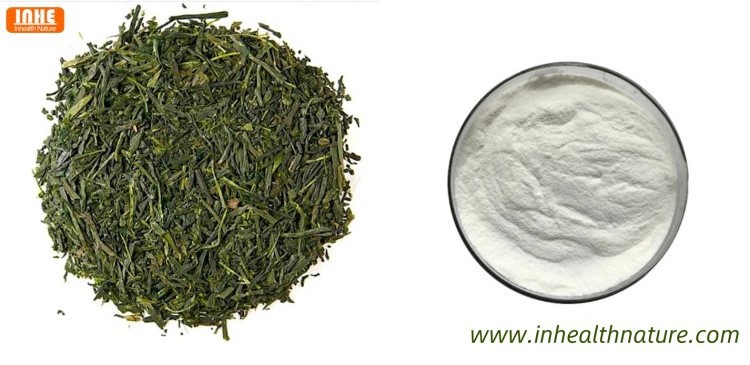 Green Tea and its Extract Powder