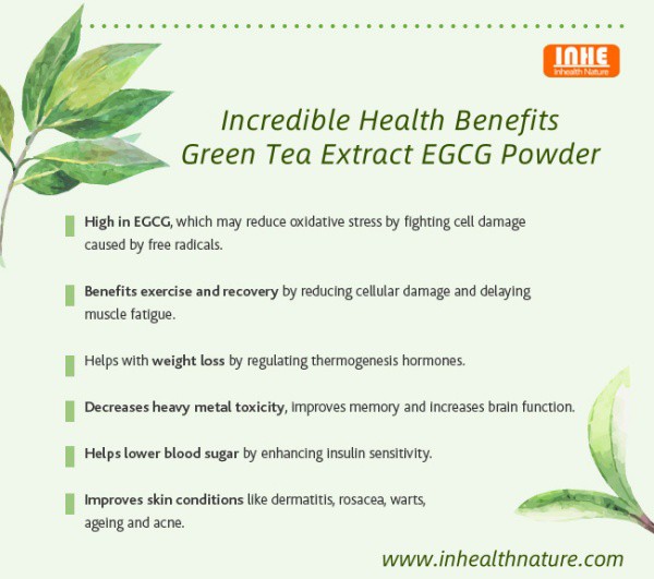 Green Tea Extract EGCG Powder Health Benefits
