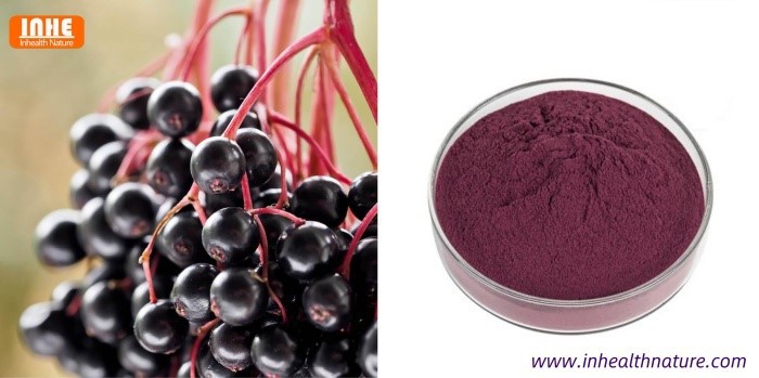 Sambucus nigra L and Elderberry Fruit Extract Sambucus nigra L and Elderberry Fruit Extract