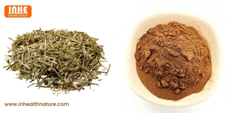 Dried Horsetail and Horsetail Powder